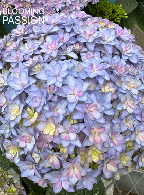 种花王大爷 绣球重瓣 嘉宝 花卉盆多年生栽庭院耐寒四季栽培趣味