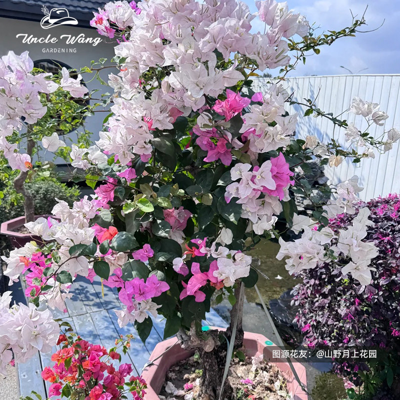 种花王大爷 三角梅袋苗爬藤植物室内庭院阳台花卉开花