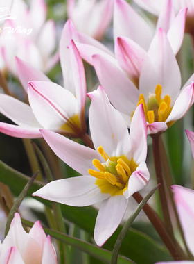 种花王大爷 原生郁金香可地栽盆栽耐寒花卉球根阳台庭院易养