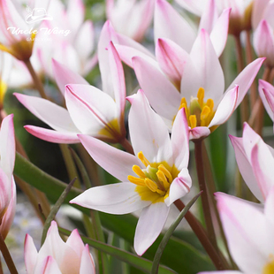 种花王大爷 原生郁金香可地栽盆栽耐寒花卉球根阳台庭院易养