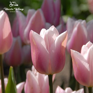 5度球种球花卉地栽花卉植物耐寒 嘉伯丽尔 种花王大爷 郁金香