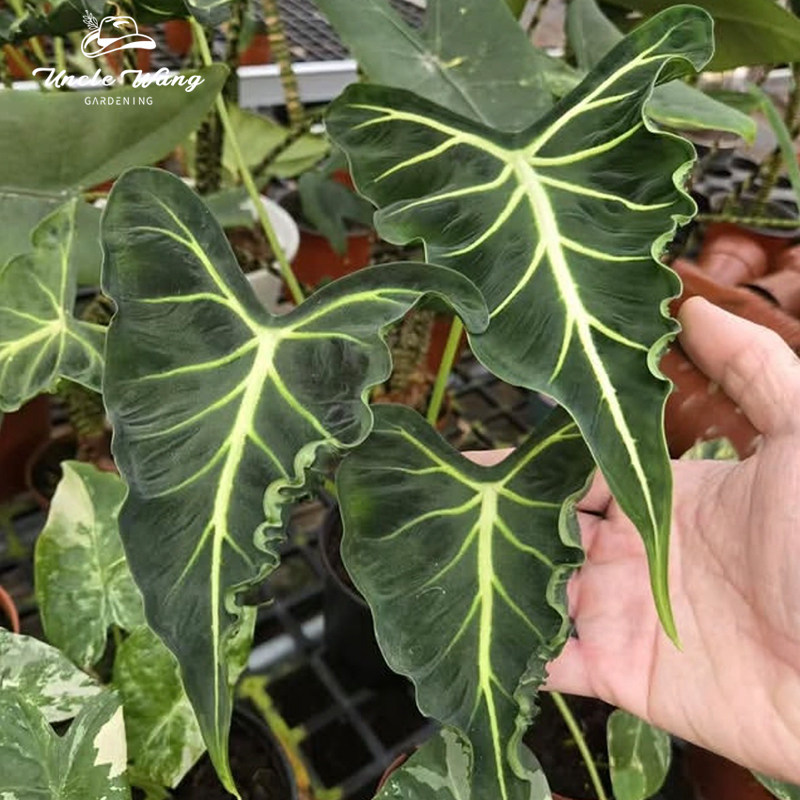 种花王大爷  纹身绿天鹅海芋绿植盆栽多年生北欧ins风观叶
