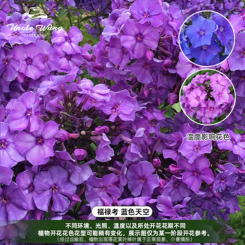 种花王大爷宿根福禄考多年生