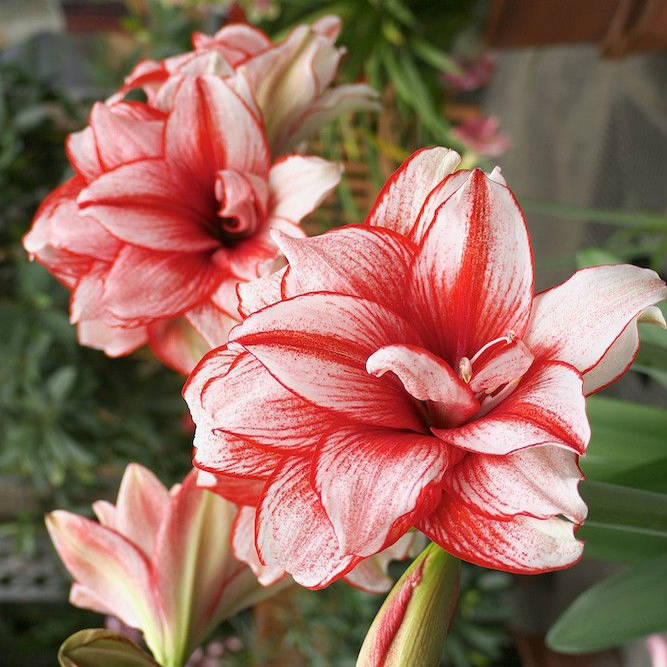 种花王大爷 国产朱顶红鬼魅种球多年生球根花卉盆栽地栽阳台庭院