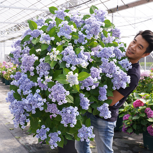种花王大爷 无尽夏绣球花苗阳台种植庭院耐寒花卉盆栽易活 四季