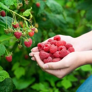 种花王大爷 树莓黑莓果树盆栽水果树苗阳台庭院地栽植物浆果易活