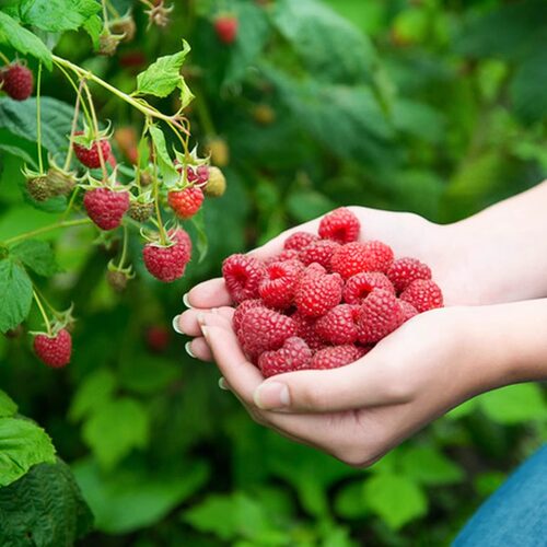 种花王大爷 树莓黑莓果树盆栽水果树苗阳台庭院地栽植物浆果易活
