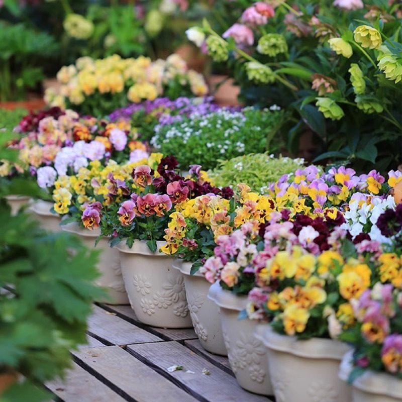 种花王大爷 角堇花卉盆栽苗耐寒四季好养阳台庭院花园植物角堇,鲜花速递/花卉仿真/绿植园艺,时令草本花卉,淘宝优惠券,粉丝福利购,淘宝优惠卷