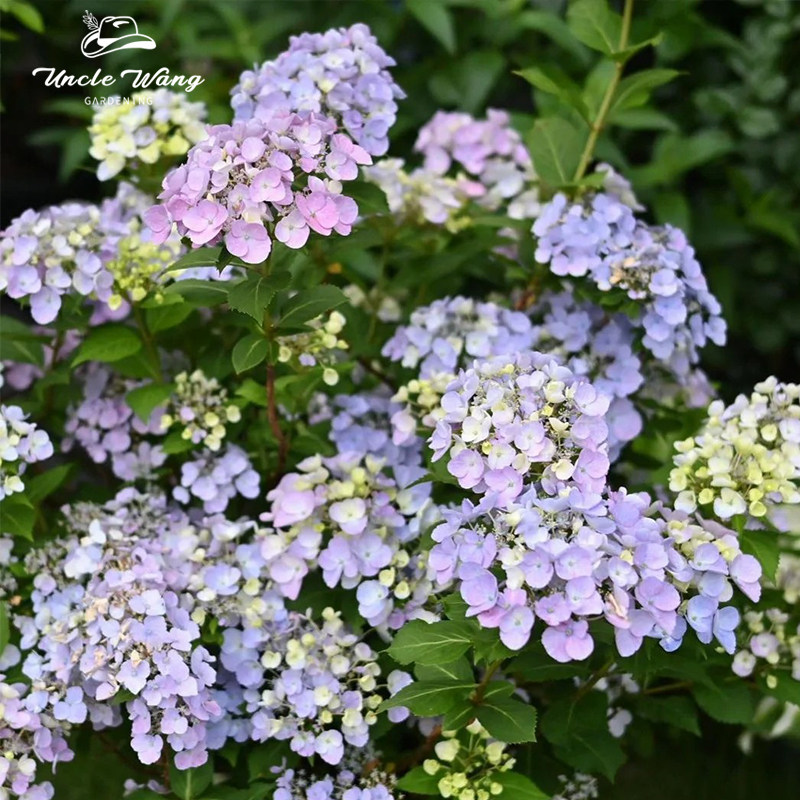 种花王大爷 大花绣球花苗多年生盆栽花卉阳台庭院花卉耐寒植物,鲜花速递/花卉仿真/绿植园艺,绣球/木绣球/木本植物,淘宝优惠券,粉丝福利购,淘宝优惠卷