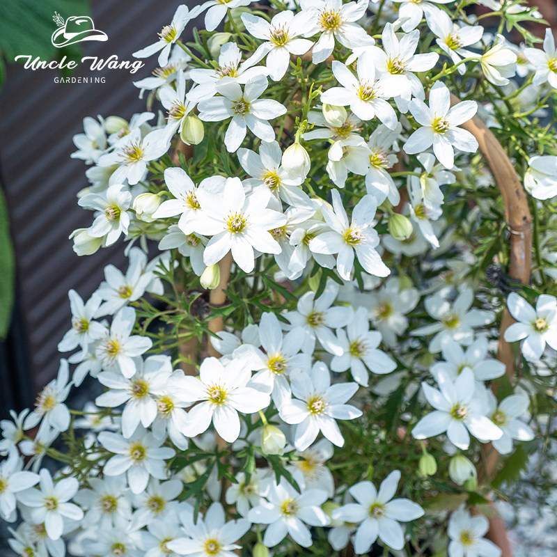 种花王大爷 铁线莲银币3加仑盆栽苗藤本花卉爬藤植物庭院花卉