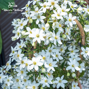 种花王大爷 铁线莲银币3加仑盆栽苗藤本花卉爬藤植物庭院花卉