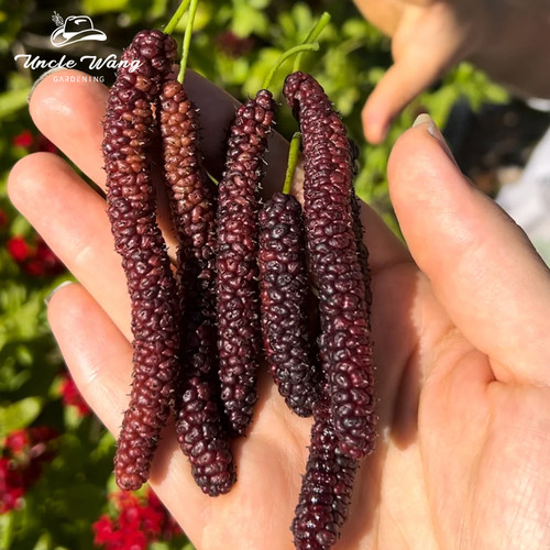 种花王大爷 鸡爪桑盆栽耐寒木本观赏果树