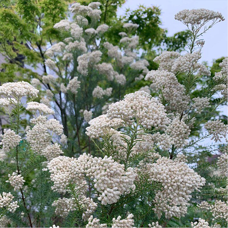 种花王大爷 澳洲米花盆栽多年生室外植物耐寒花园庭院常绿灌木