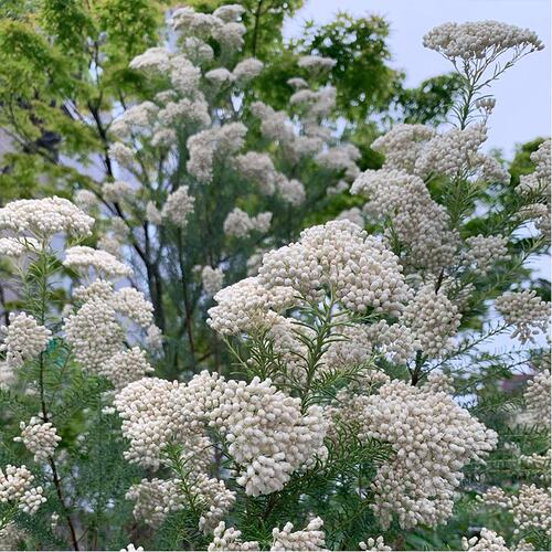 种花王大爷澳洲米花耐寒灌木