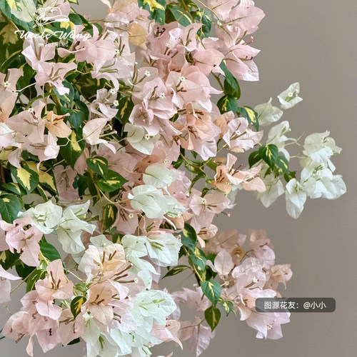 种花王大爷三角梅盆栽花苗