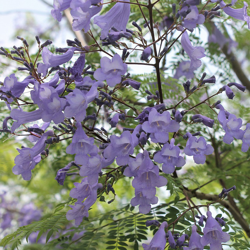 种花王大爷蓝花楹花卉
