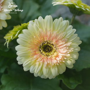 种花王大爷非洲菊日出奶昔盆栽多年生花园阳台庭院植物易养花期长
