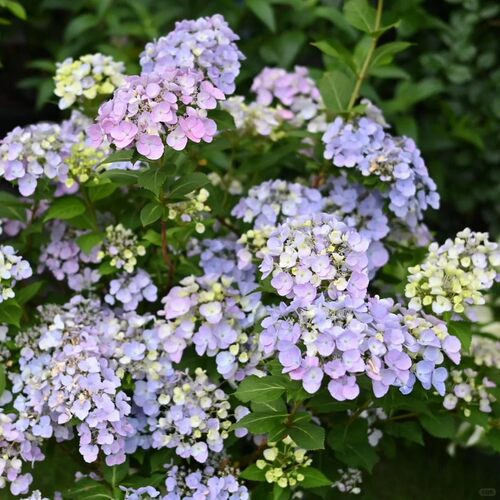 种花王大爷 大花绣球水晶面纱花苗盆栽花卉耐寒室外阳台庭院