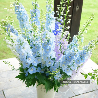 种花王大爷 大花飞燕草盆栽线性植物庭院花卉阳台室外耐寒花境