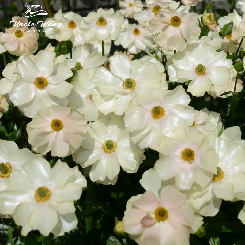 种花王大爷蝴蝶花毛茛球根花卉阳台花园庭院洋牡丹多年生球根花卉