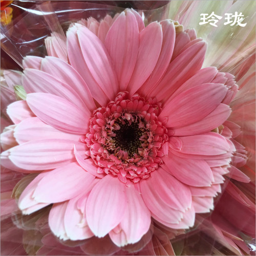 非洲菊鲜花家用水养花