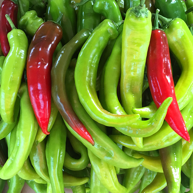 大凉山青红辣椒5斤包邮当季蔬菜新鲜薄皮农家自种虎皮青椒树椒