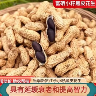 2025新货富硒黑皮花生红皮花生生吃带壳老品种高质量可做种子湖南