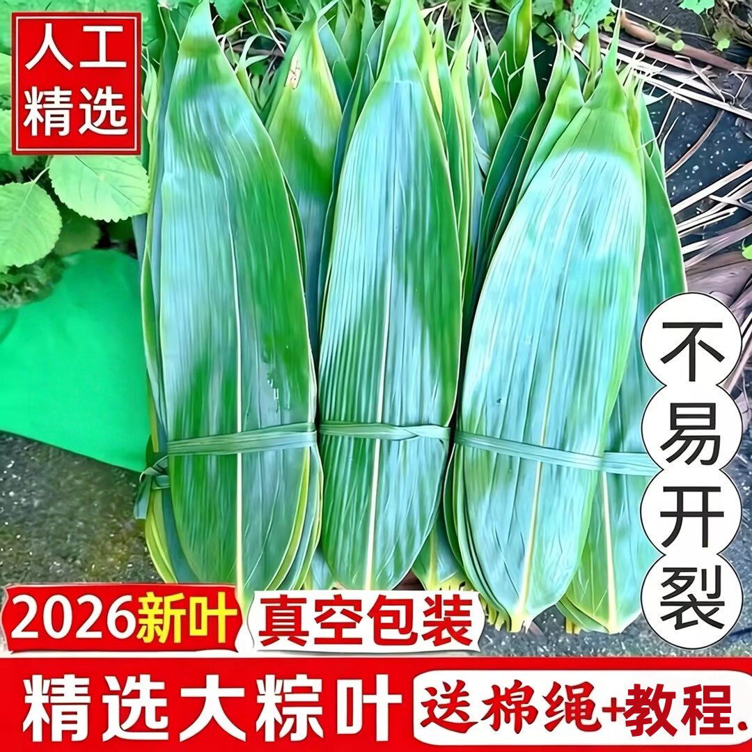 端午新鲜大号粽叶包粽子箬叶专用