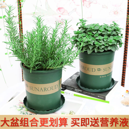 盆栽大小苗新鲜可食用香草植物牛排至百里香薄荷紫苏罗勒叶迷迭香