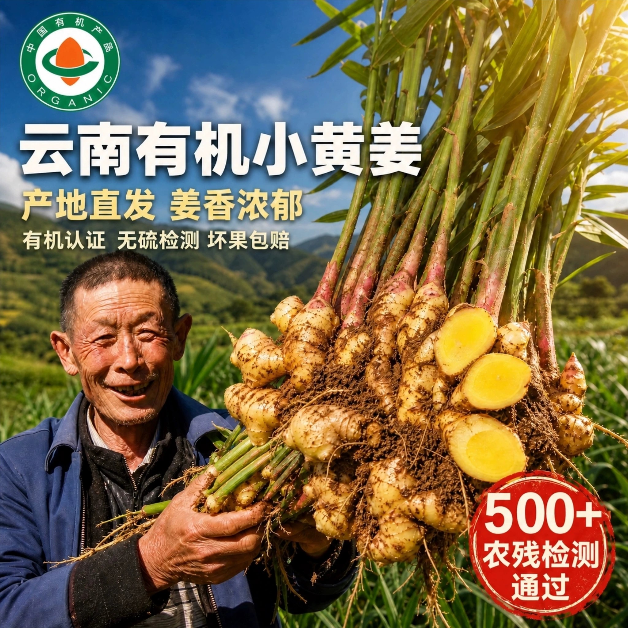云南有机小黄姜新鲜通过农残检测