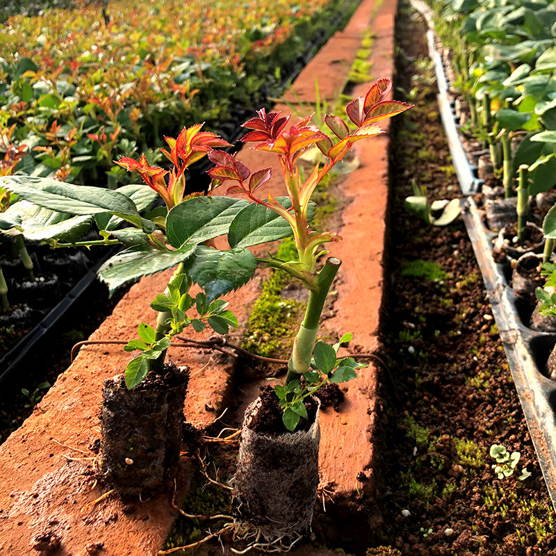 云南玫瑰花苗带土杯苗花卉四季开花室内外庭院易活浓香大花月季