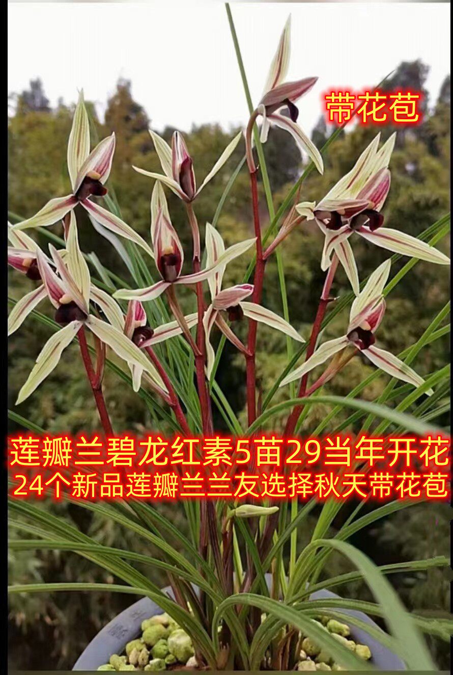 带花苞浓香兰花苗盆栽 莲瓣兰碧龙红素 粉缘 神荷 绿植花卉兰花草