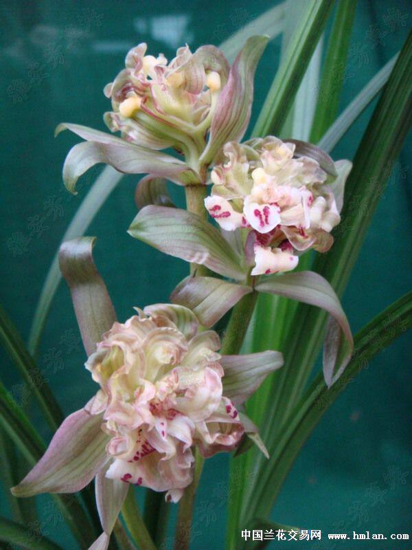 包邮兰花苗 春剑奇花 蒙顶奇珍 阳台盆栽绿植植物花卉