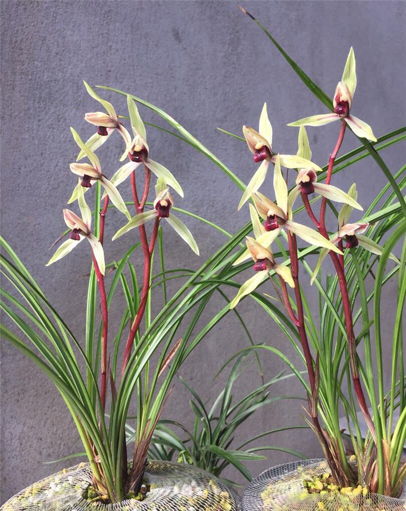 当年开花云南名品兰花苗莲瓣兰碧龙红素 浓香阳台客厅庭院绿