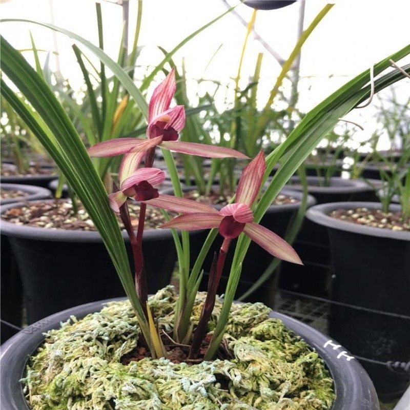 浙江老种兰花苗盆栽 春兰 滇红素 滇兰铭品浓香花卉盆栽植物