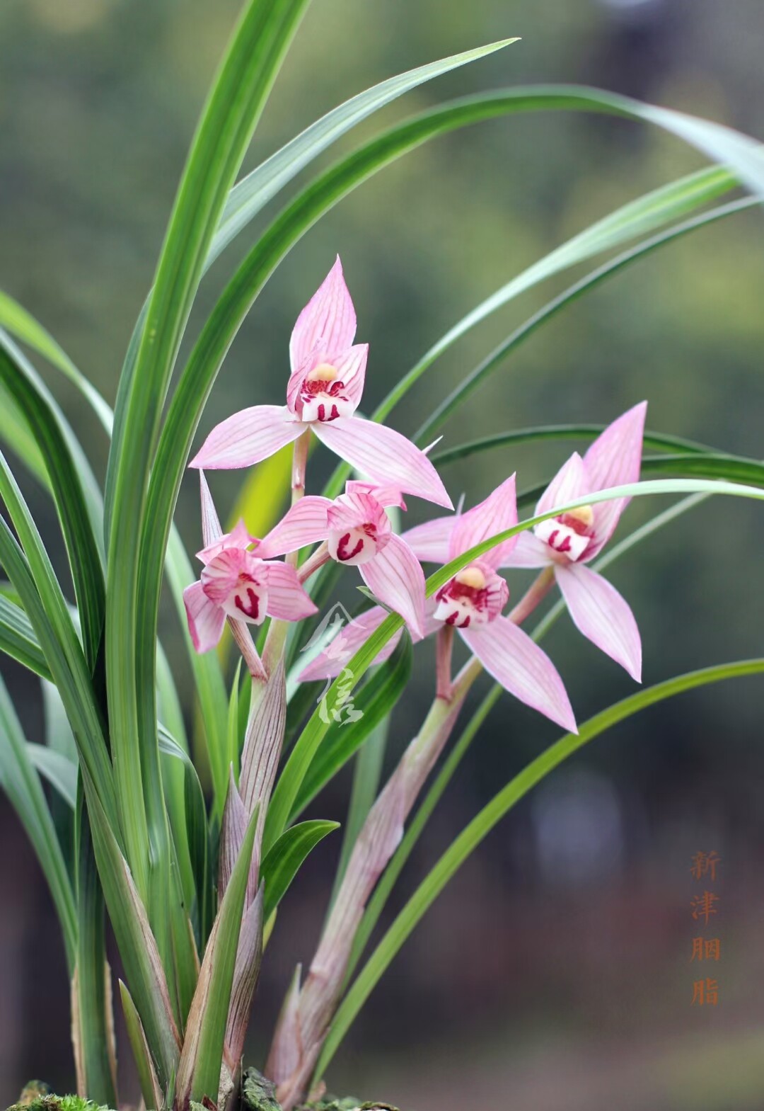 当年开花名品兰花苗 春剑新津胭脂浓香阳台客厅庭院花卉绿植