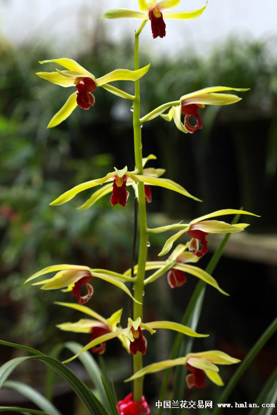 兰花苗客厅花卉阳台绿植盆栽自然苗兰花蕙兰【九华红素】