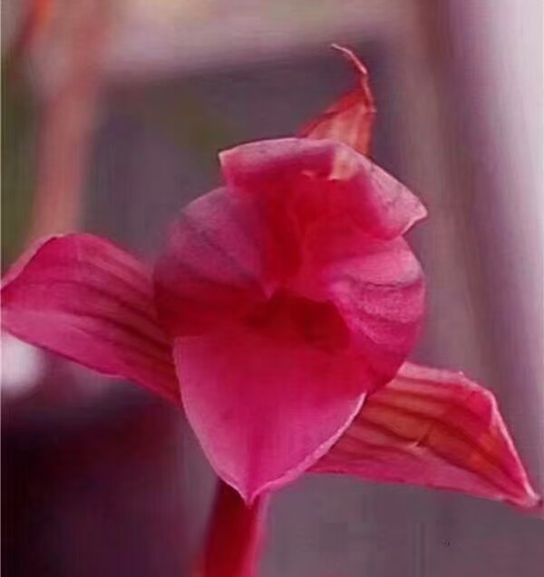 当年开花名品兰花苗 春兰中华红素 浓香客厅阳台庭院绿植花卉