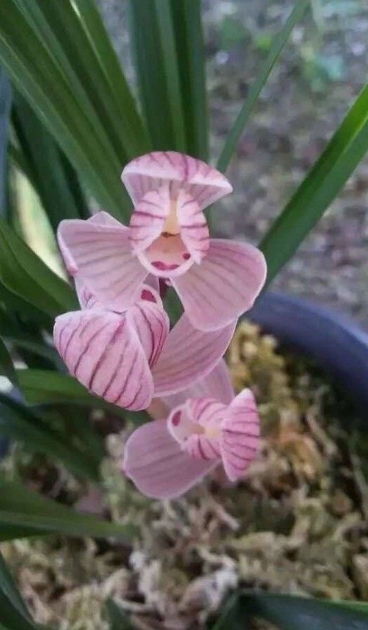 包邮云南自然老种兰花苗莲瓣兰【童面玲珑】浓香阳台绿植花卉盆栽