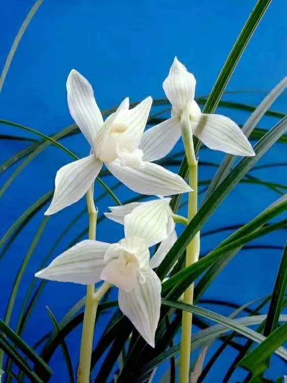 包邮云南自然兰花苗 莲瓣兰【冰美人】浓香绿植花卉园艺盆景