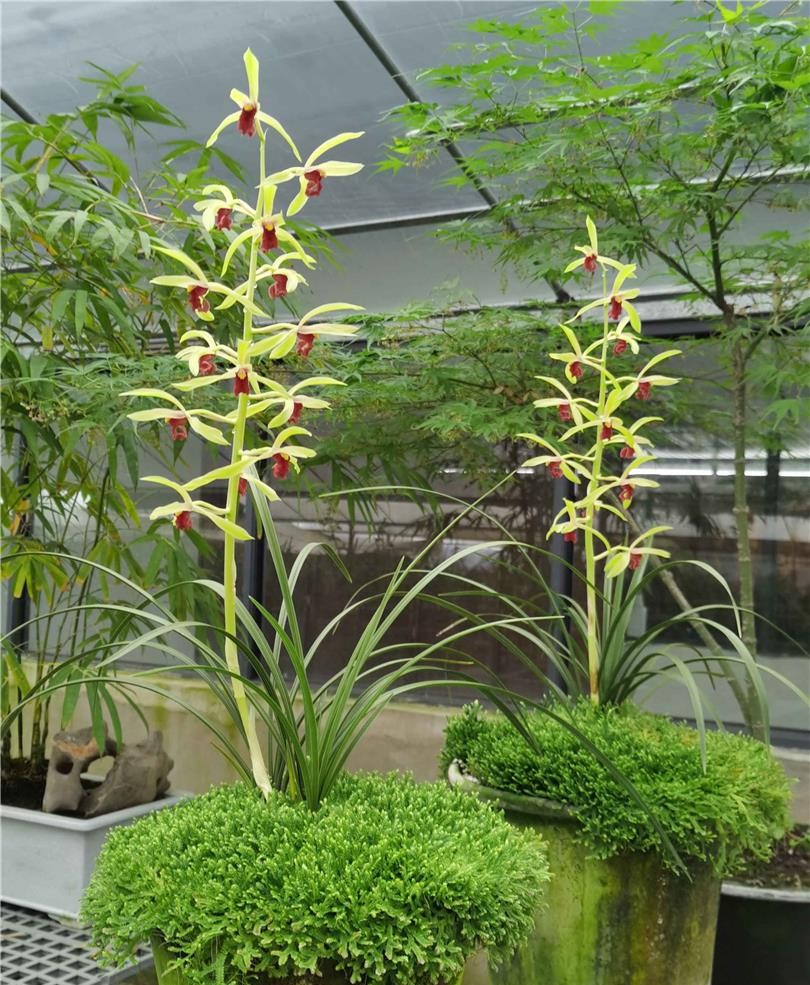 当年开花名品兰花苗盆栽 蕙兰夕颜 浓香阳台客厅庭院花卉绿植