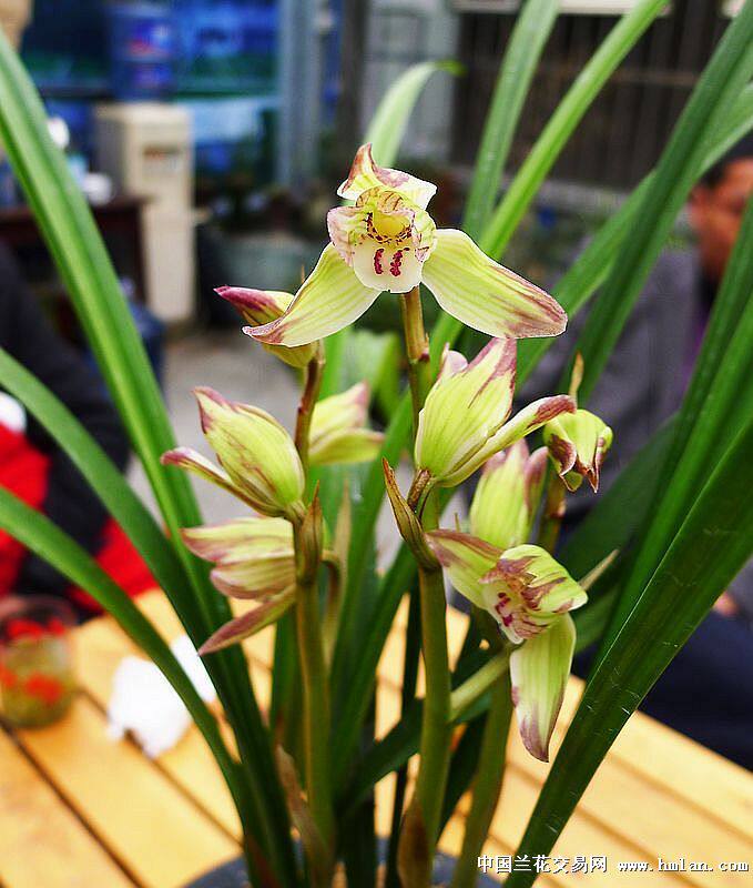 包邮兰花苗 春剑  香王彩虹 阳台盆栽绿植花卉盆景草本