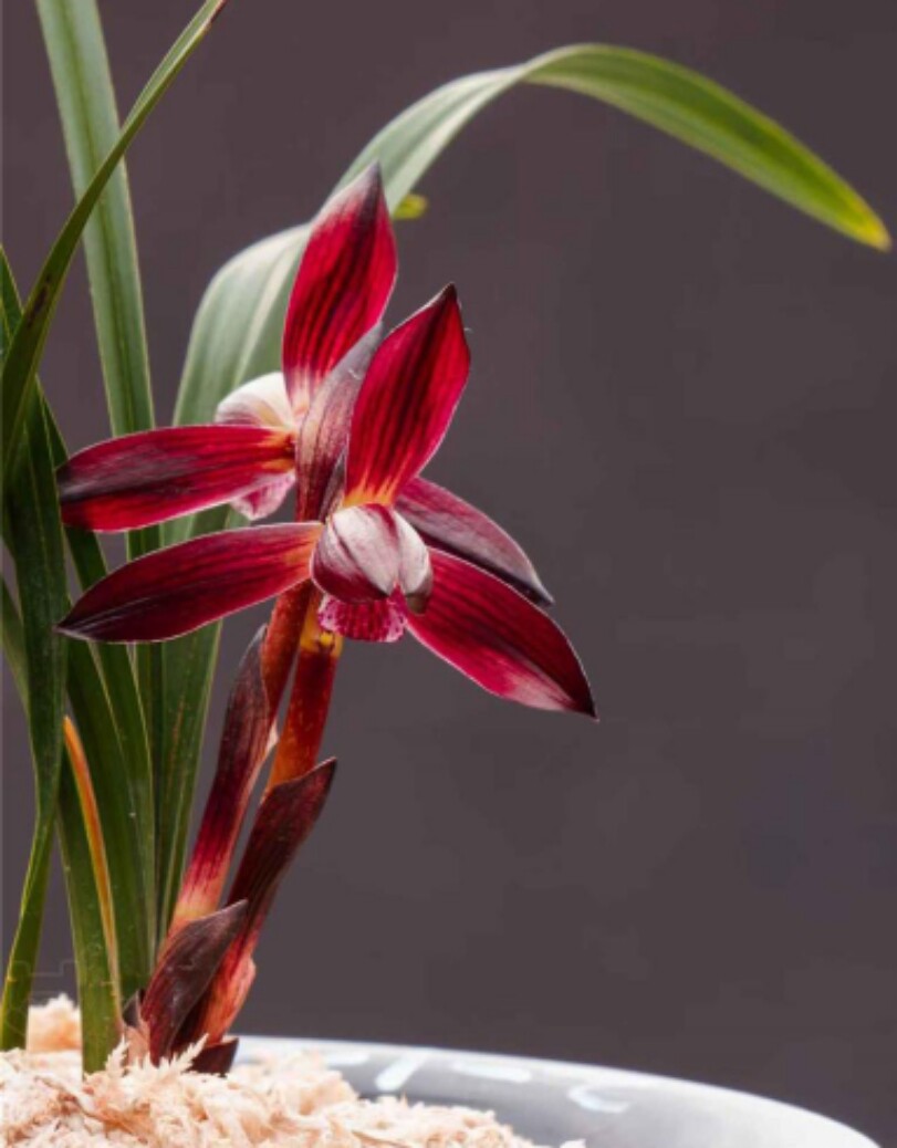 带花苞浓香兰花苗盆栽 春兰大中华 室内花卉兰花苗绿植盆栽