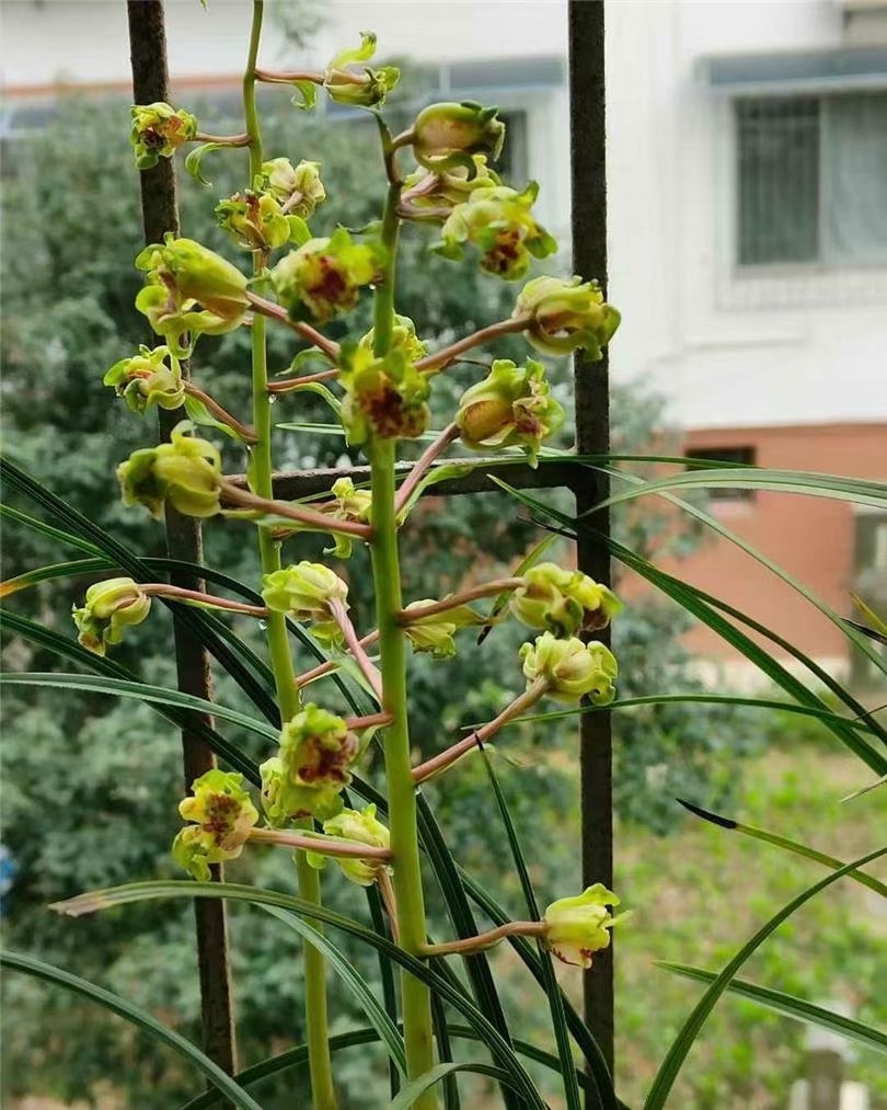 当年开花名品兰花苗 蕙兰大白菜 浓香阳台客厅庭院绿植花卉