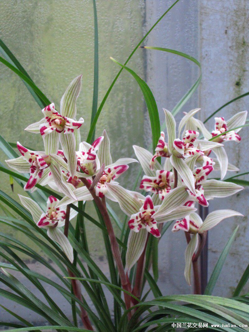 云南老种室内兰花苗阳台花卉客厅盆栽莲瓣兰【满江红】包邮