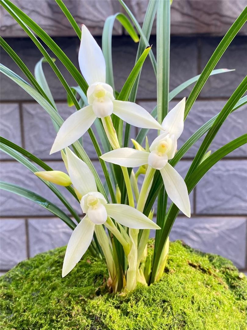 当年开花浓香名品花卉兰花苗 春兰雪影 阳台客厅庭院绿植盆栽