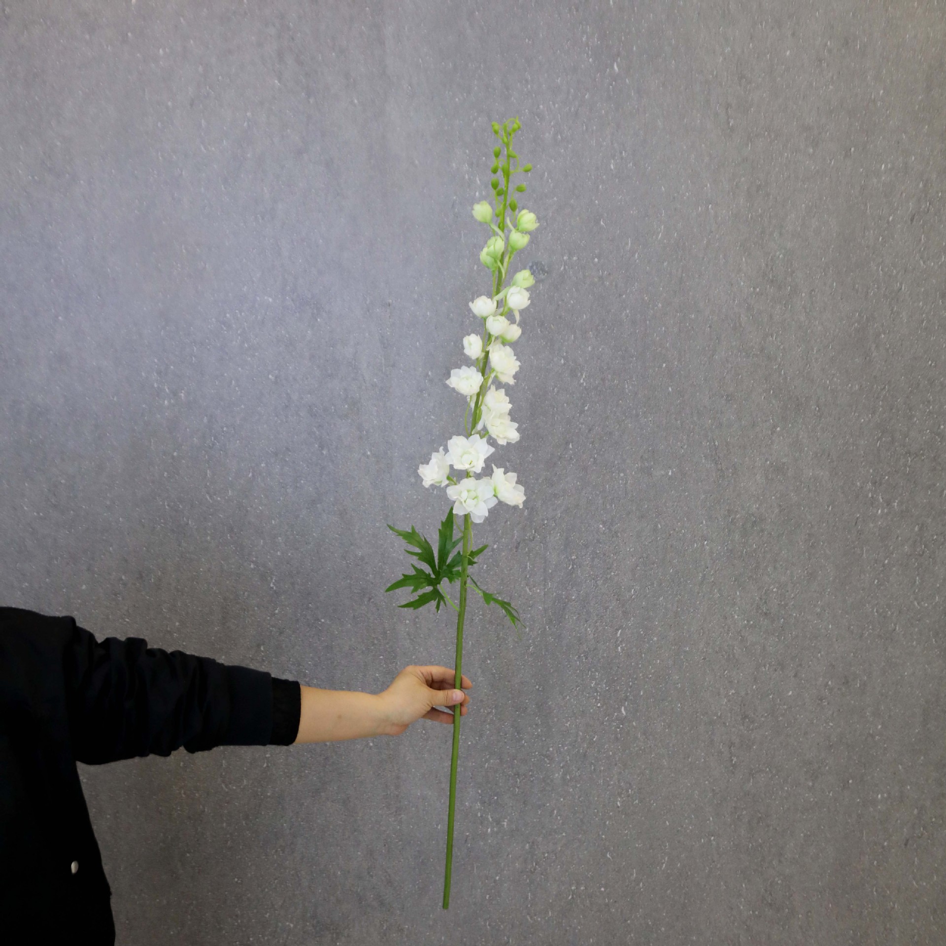 花长枝动感飞燕草风信子