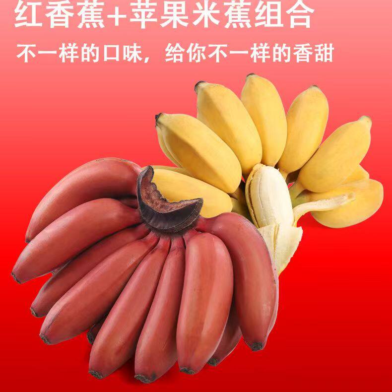 【直播双拼蕉】广西苹果粉蕉+红蕉美人蕉5/8.5斤新鲜水果包邮