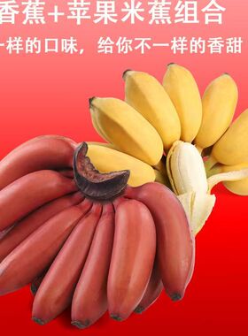 【直播双拼蕉】广西苹果粉蕉+红蕉美人蕉5/8.5斤新鲜水果包邮