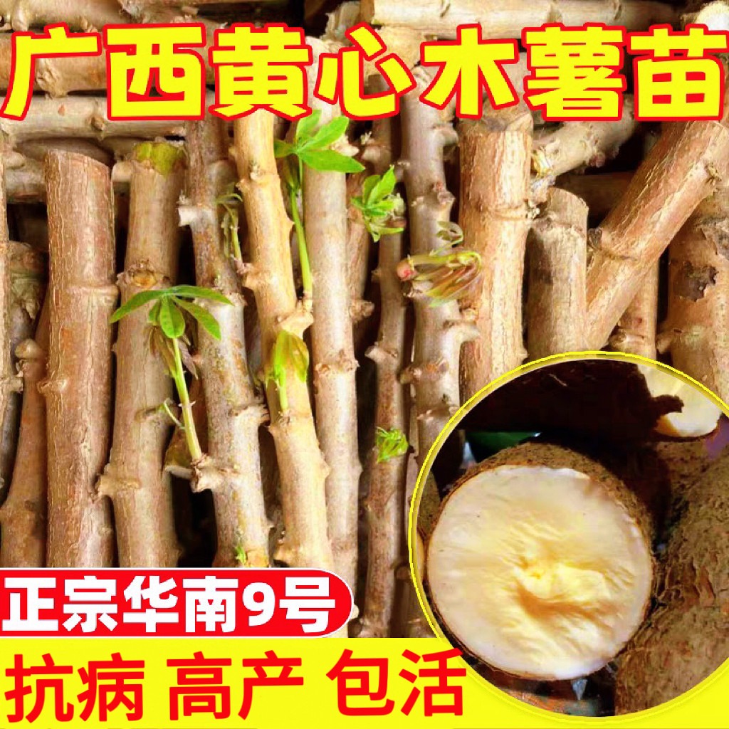 正宗华南9号黄心木薯苗当季新苗图片